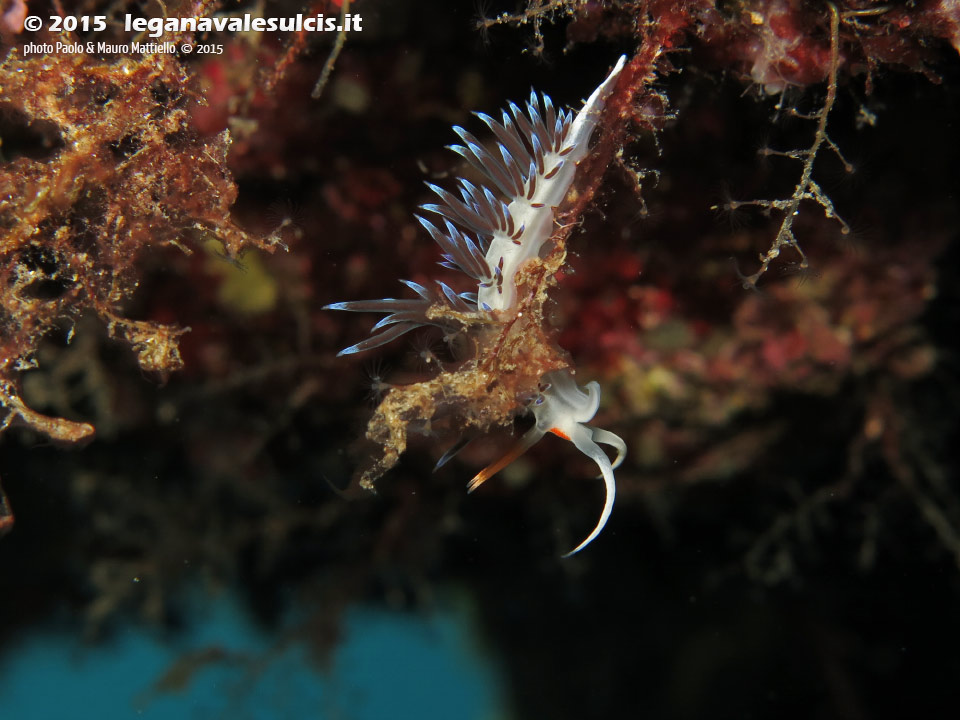 LNI Sulcis - 2015 - Nudibranco cratena (Cratena peregrina)