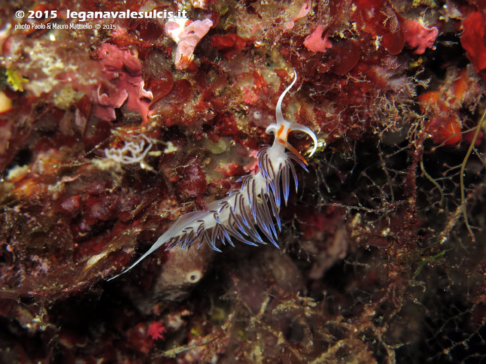 LNI Sulcis - 2015 - Nudibranco cratena (Cratena peregrina)