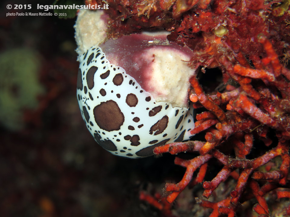 LNI Sulcis - 2015 - Nudibranco Vacchetta di mare (Discodoris atromaculata) su spugna Petrosia (Petrosia ficiformis)