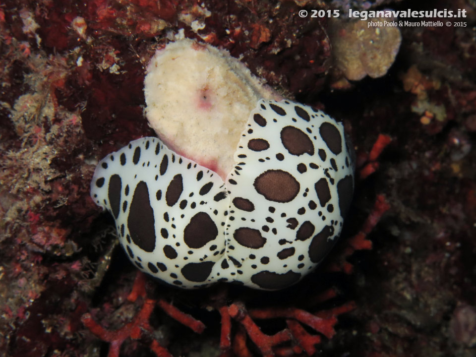 LNI Sulcis - 2015 - Nudibranchi Vacchetta di mare (Discodoris atromaculata) su spugna Petrosia (Petrosia ficiformis)