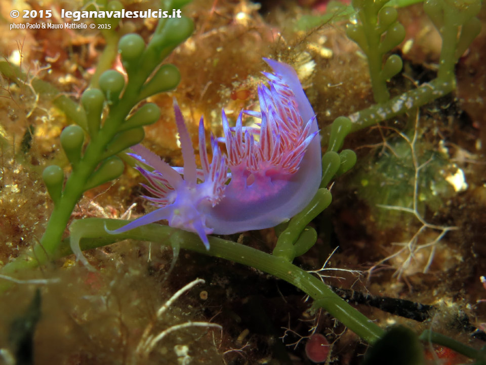 LNI Sulcis - 2015 - Nudibranco flabellina (Flabellina affinis)