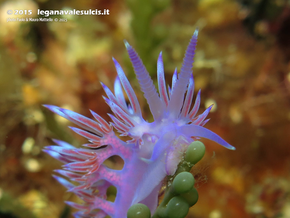 LNI Sulcis - 2015 - Nudibranco flabellina (Flabellina affinis)