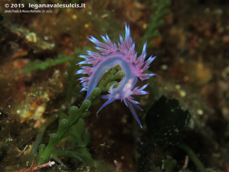 LNI Sulcis - 2015 - Nudibranco flabellina (Flabellina affinis)