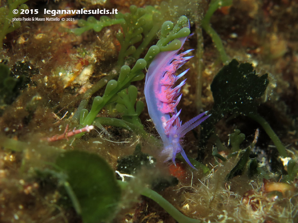 LNI Sulcis - 2015 - Nudibranco flabellina (Flabellina affinis)