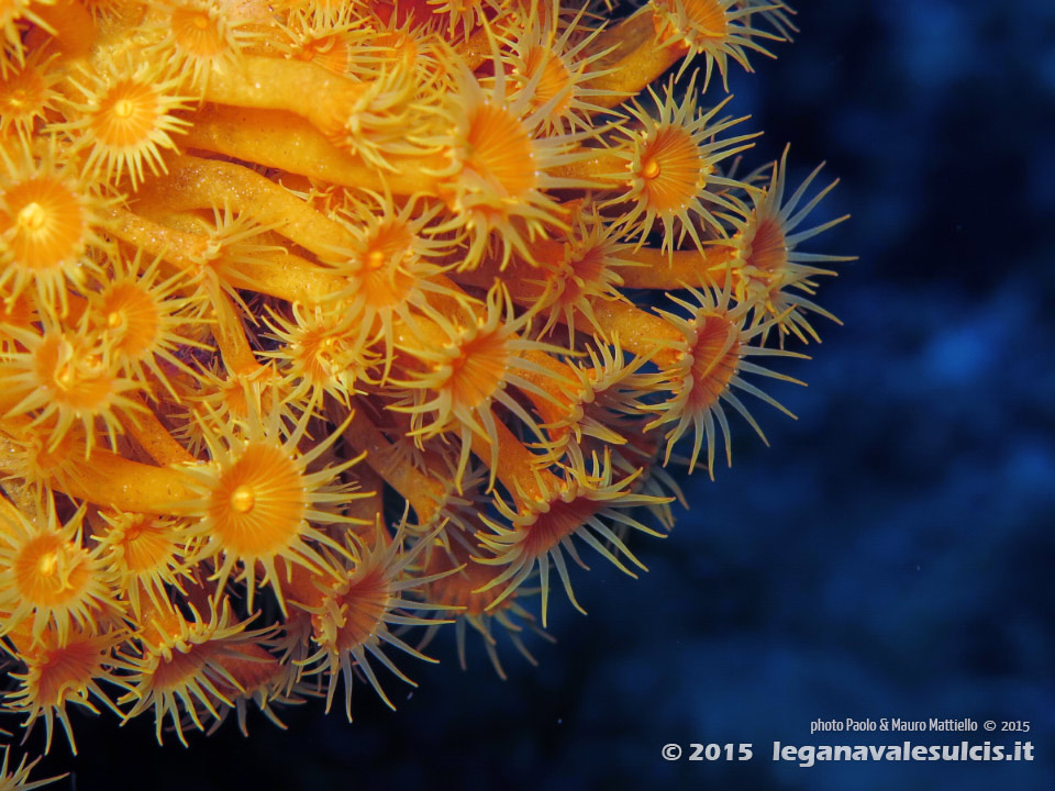 LNI Sulcis - 2015 - Margherite di mare (Parazoanthus axinellae)