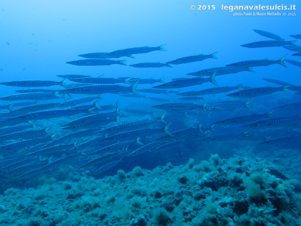 LNI Sulcis - 2015 - Barracuda del Mediterraneo (Sphyraena viridensis)