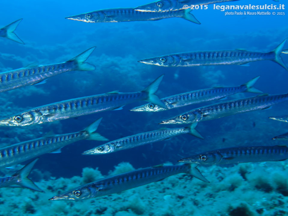 LNI Sulcis - 2015 - Barracuda del Mediterraneo (Sphyraena viridensis)