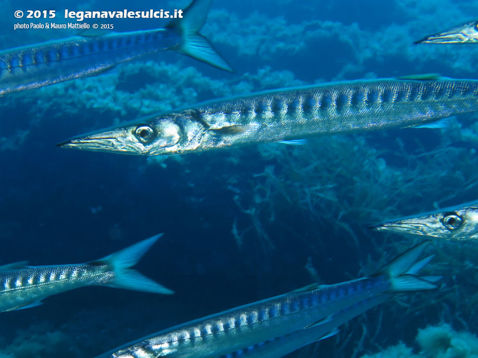 LNI Sulcis - 2015 - Barracuda del Mediterraneo (Sphyraena viridensis)