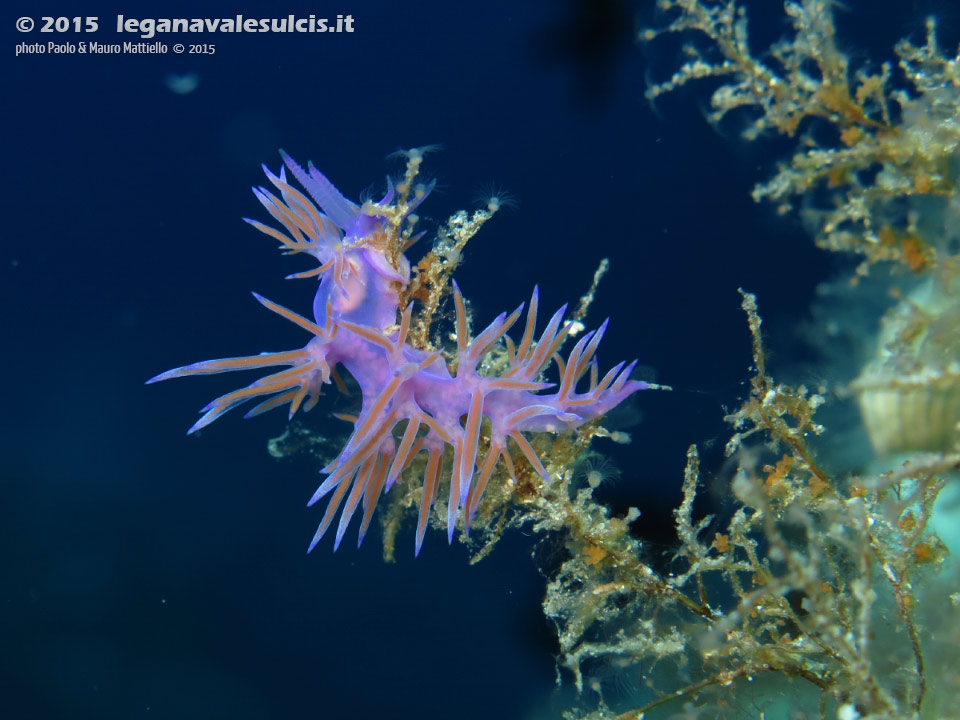 LNI Sulcis - 2015 - Nudibranco flabellina (Flabellina affinis)