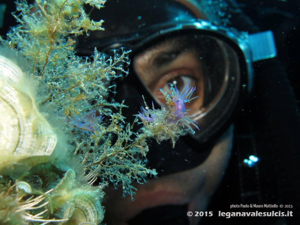 LNI Sulcis - 2015 - Nudibranco flabellina (Flabellina affinis) e subacqueo