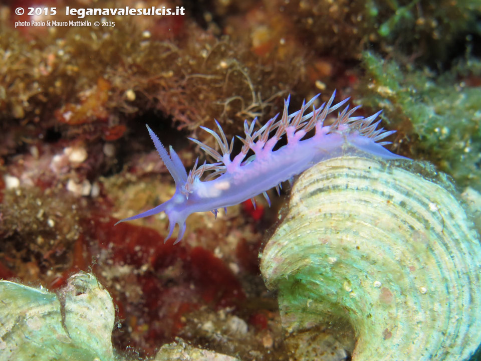 LNI Sulcis - 2015 - Nudibranco flabellina (Flabellina affinis)