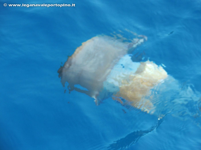 Abbiamo incontrato anche questa medusa, lunga pi&ugrave; di 50 cm