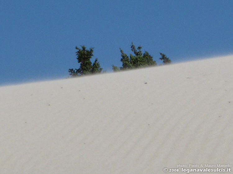 Porto Pino - Dune - 2008