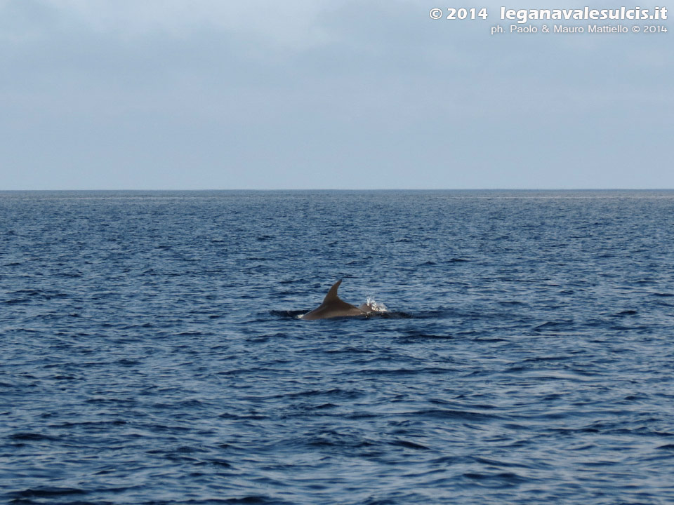 Porto Pino - Stagni - Agosto 2014,delfino presso la Punta di Cala Piombo