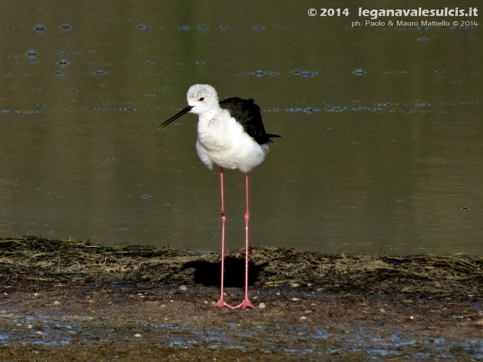 Porto Pino - Stagni - Agosto 2014,stagno di maestrale, Porto Pino, cavaliere d'italia (Himantopus himantopus)