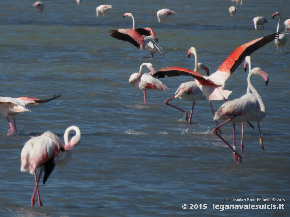 Porto Pino - Stagni - Giugno 2015,Porto Pino