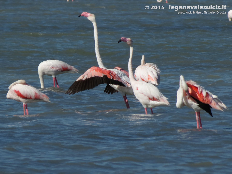 Porto Pino - Stagni - Giugno 2015,Porto Pino