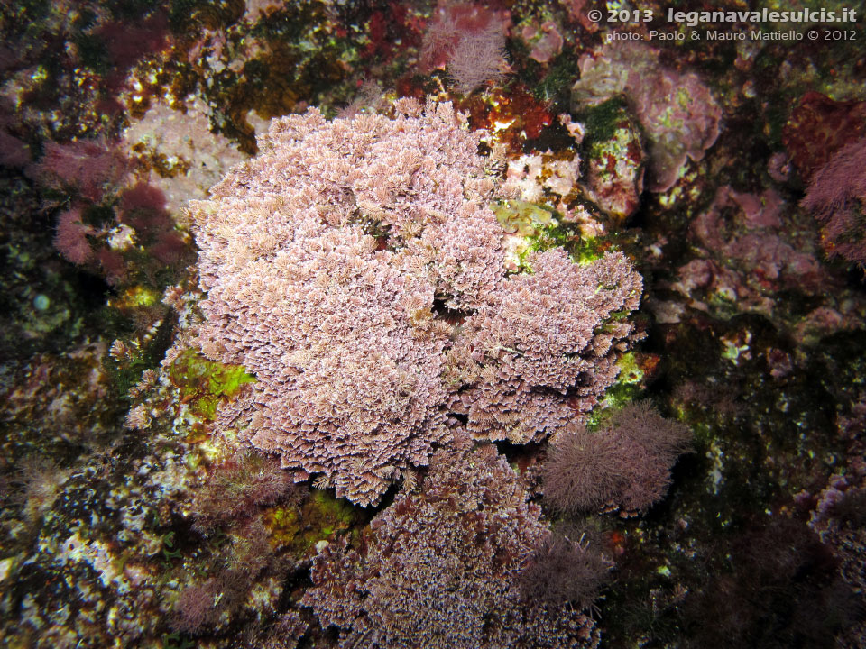 Porto Pino foto subacquee - 2012 - Alga calcarea Corallina comune (Corallina comune), assai diffusa