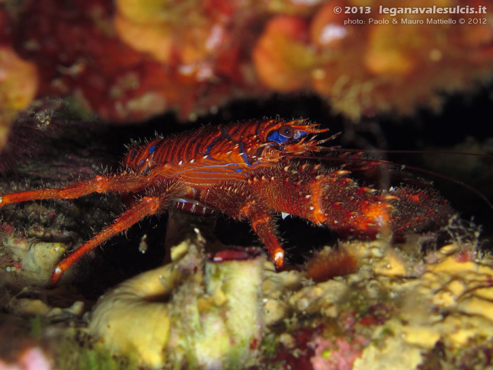 Porto Pino foto subacquee - 2012 - Crostaceo Galatea (Galathea strigosa o Galathea squamifera)