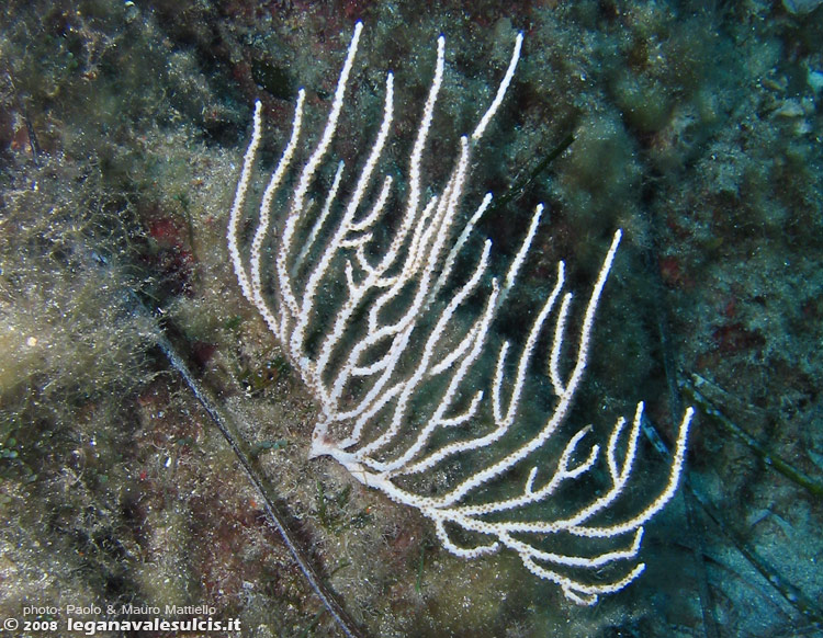 Porto Pino foto subacquee - 2008 - Gorgonia bianca (Eunicella singularis), alquanto rara nella zona