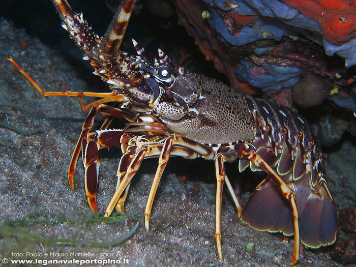 Porto Pino foto subacquee - 2007 - Aragosta (Palinurus vulgaris) a Cala Aligusta, -30m