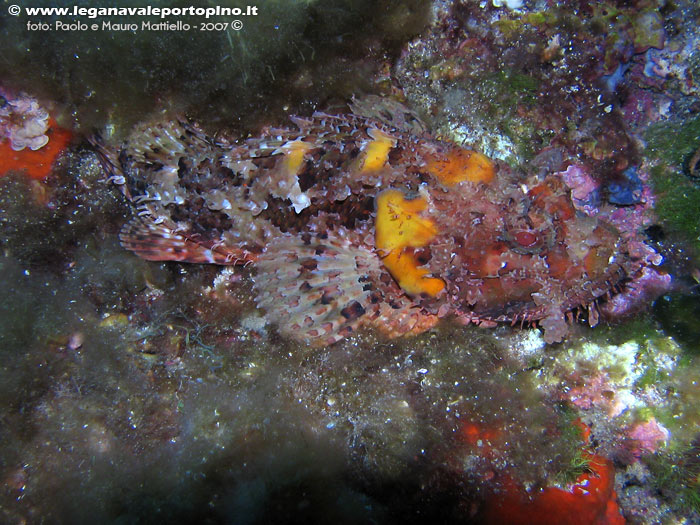 Porto Pino foto subacquee - 2007 - Scorfano rosso (Scorpaena scrofa)