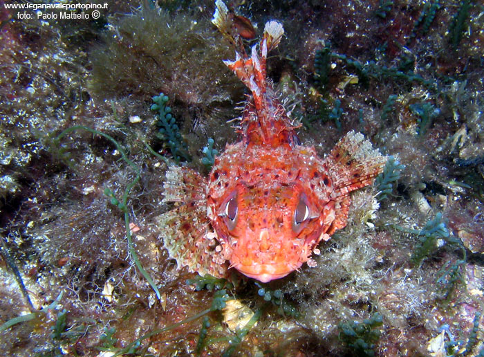 Porto Pino foto subacquee - 2005 - Scorfano rosso