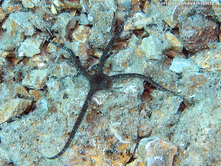 Porto Pino foto subacquee - 2009 - Ofiura (Ophiotrix fragilis) con un braccio in ricrescita, P. di C.Aligusta