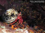 Porto Pino foto subacquee - 2012 - Paguro Bernardo l'eremita (Dardanus calidus)