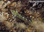 Porto Pino foto subacquee - 2012 - Piccolo peperoncino (Tripterygion sp.) verde