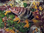 Porto Pino foto subacquee - 2012 - Un pesce comunissimo: lo sciarrano (Serranus Scriba)