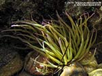 Porto Pino foto subacquee - 2014 - Anemone di mare o attinia (Actinia viridis)