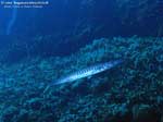 Porto Pino foto subacquee - 2008 - Cala Piombo, barracuda del Mediterraneo (Sphyraena viridensis) di modeste dimensioni