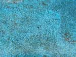 Porto Pino foto subacquee - 2008 - Un rombo (Bothus podas) cammuffato (quasi) alla perfezione nella sabbia di Cala Aligusta
