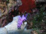 Porto Pino foto subacquee - 2008 - Nudibranco flabellina (Flabellina affinis)