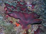 Porto Pino foto subacquee - 2008 - Spugna petrosia vista (insolitamente) dal basso