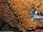 Porto Pino foto subacquee - 2008 - Margherite di mare (Parazoanthus axinellae)