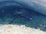 Porto Pino foto subacquee - 2007 - Relitto del Samudra - grossa corvina sotto lo scafo a poppa