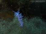 Porto Pino foto subacquee - 2013 - Nudibranchi flabellina (Flabellina affinis)