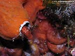 Porto Pino foto subacquee - 2009 - Piccolissimo gobide (o bavosa??) che fa capolino da un tubo un tempo appartenuto ad un verme policheta, C.Piombo