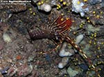 Porto Pino foto subacquee - 2009 - Aragosta (Palinurus vulgaris), madrepore, spugne nella grotta di P.Aligusta