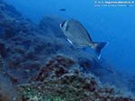 Porto Pino foto subacquee - 2009 - Una bella tanuta, o cantaro (Spondyliosoma cantharus), della famiglia degli sparidi, C.Teulada