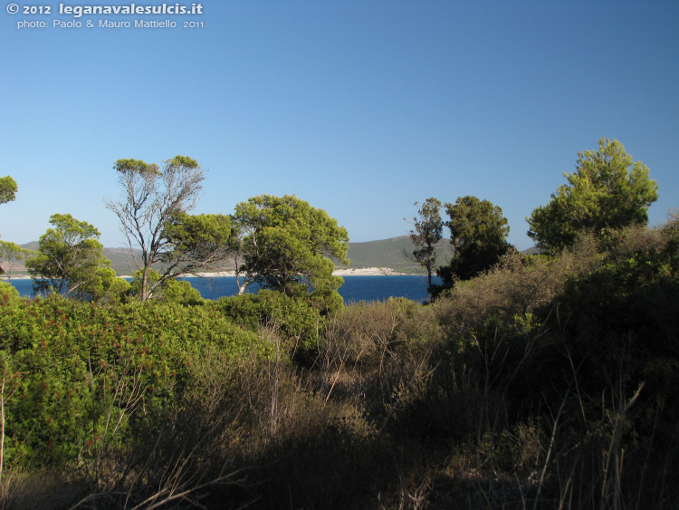 Porto Pino - 2011, pineta del promontorio P.Pineddu, presso la batteria Candiani