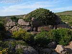 Tomba dei giganti di Su Niu 'e su Crobu